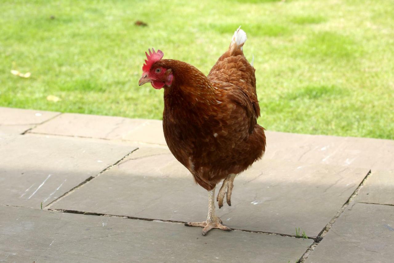 Crofthead Farm House Tarbolton 外观 照片